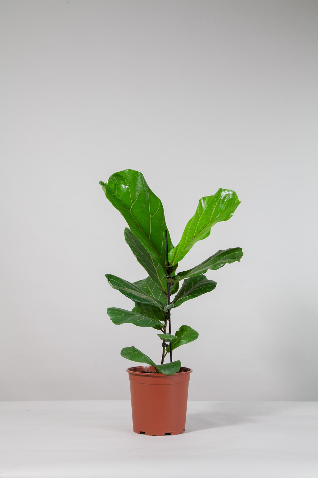 files/IndoorPlants-StudioShots13.11.2023-541.jpg